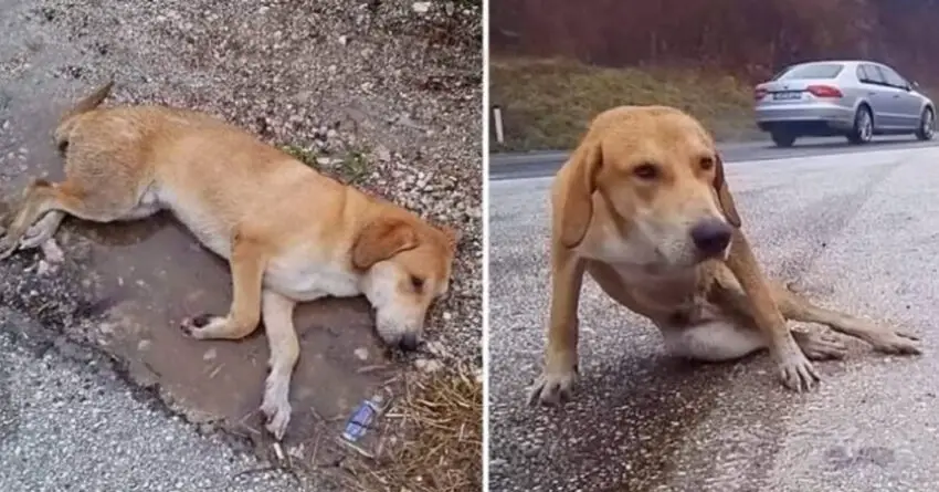 He Laid Motionless Under Raining Beside The Highway Road Desperate Waiting For Help