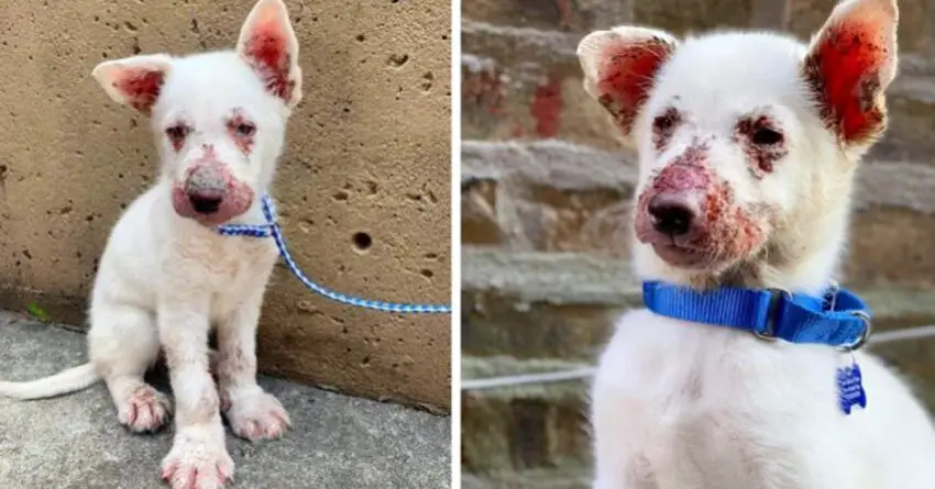 Puppy Found Crawling Around Construction Site Looking For Someone To Help Him