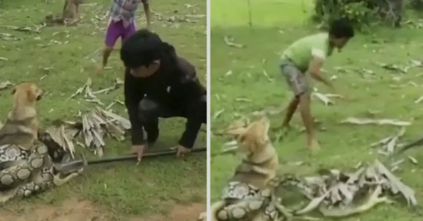 Three Boys Confront Big Snake Which Wrapped Itself Around Pet Dog