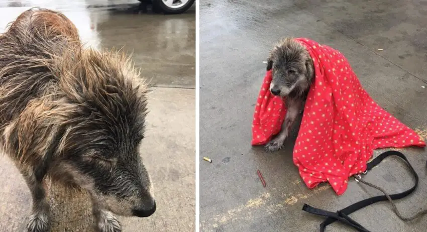 Terrified Dog Abandoned In Rain Refuses To Move Until Woman Wrapped Her In A Blanket