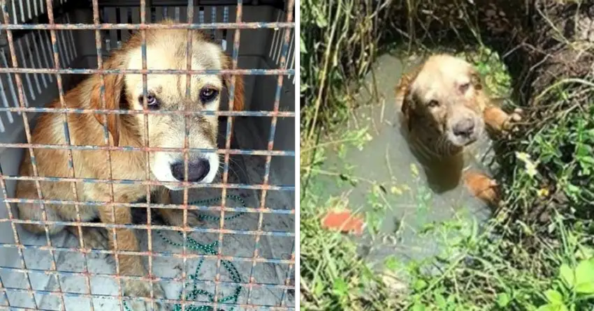 Cop Rescues A Puppy Found Drowning In Septic Drain And Decides to Become His Dad