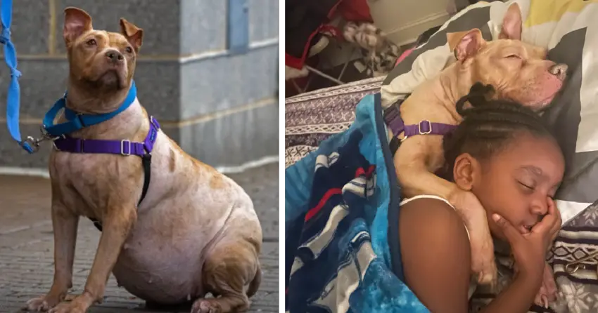 Dog Returned For Adoption Since She Had Chronic Disease, Finds Home With Girl