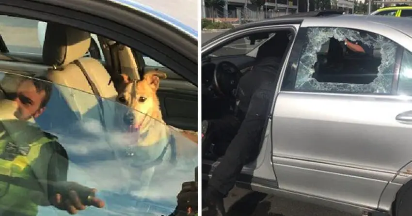 Owner Frustrated By Officer Who Smashes Car’s Windows To Rescue Dog From Hot Car