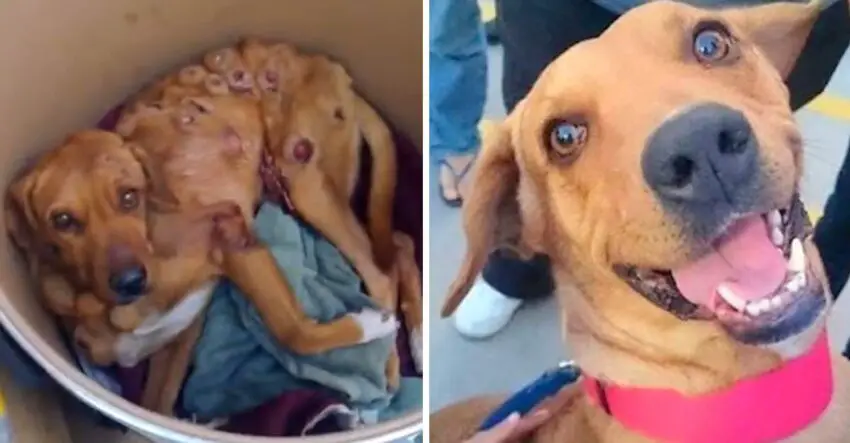 Abandoned Dog Gone Through Grueling Battle To Beat Cancer Which Brought Tears To Our Eyes