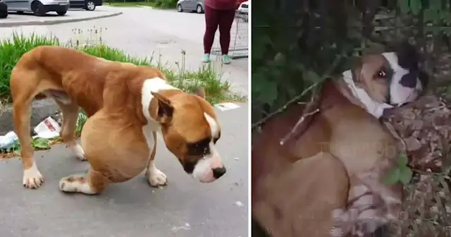 Dog Dumped In The Forest With Big Tumor Waiting For An End For His Pain