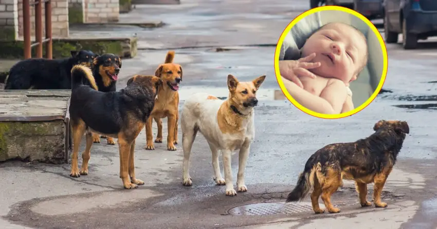 Stray Dog Saves Few Hours Old Baby Girl Abandoned To Die In Trash Garbage Bag