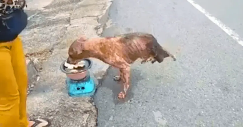 Stray Dog With Back Legs Cut Off, Melts Hearts Of Millions While Enjoying Meal