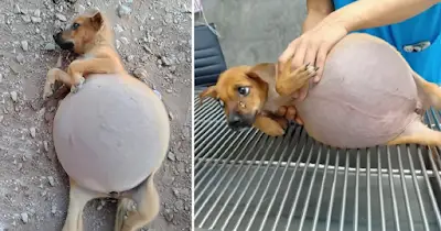 Helpless Puppy Found With Her Belly Bulging As It Will About To Explode