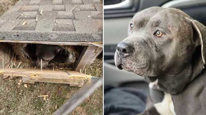 Woman Finds Pit Bull Inside Wooden Box Sealed With Nails