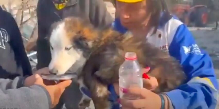 22 Days After Turkey’s Earthquakes, Husky Is Miraculously Rescued From The Rubble.