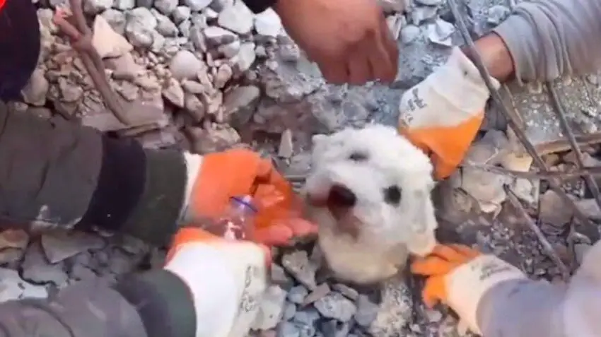 Rescuers Find Dog After Being Trapped For 90 Hours Buried Under Earthquake Rubble