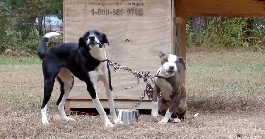 Two Chained Dogs Left Until Become Tangled, Finally Their Cries Heard