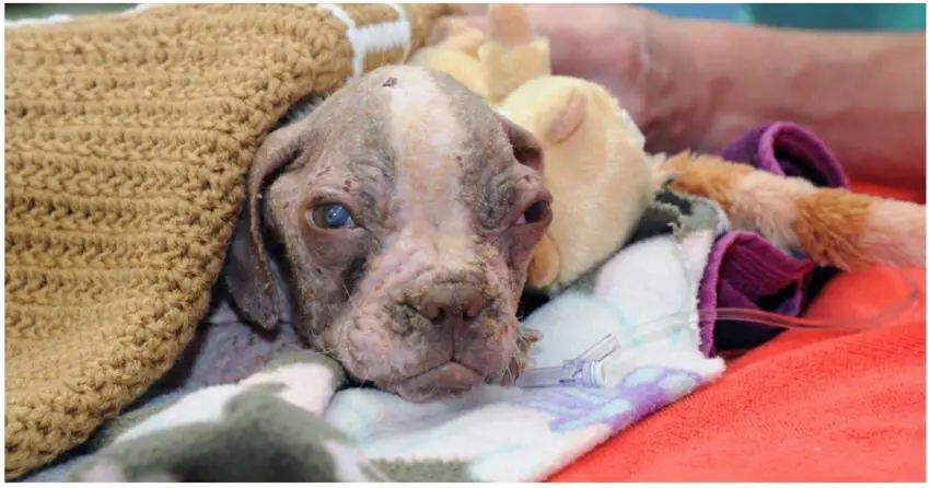 Victimized Puppy Was About To Be Euthanized, But Given Second Chance By Care Team