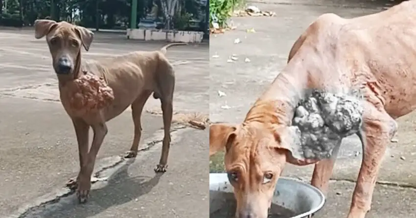 Terrified Stray Dog Gathers His Courage And Asks One Man To Take His Pain Away