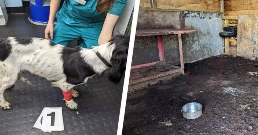 Woman Starved Heavily Pregnant Dog And Kept Her In Horrible Living Conditions