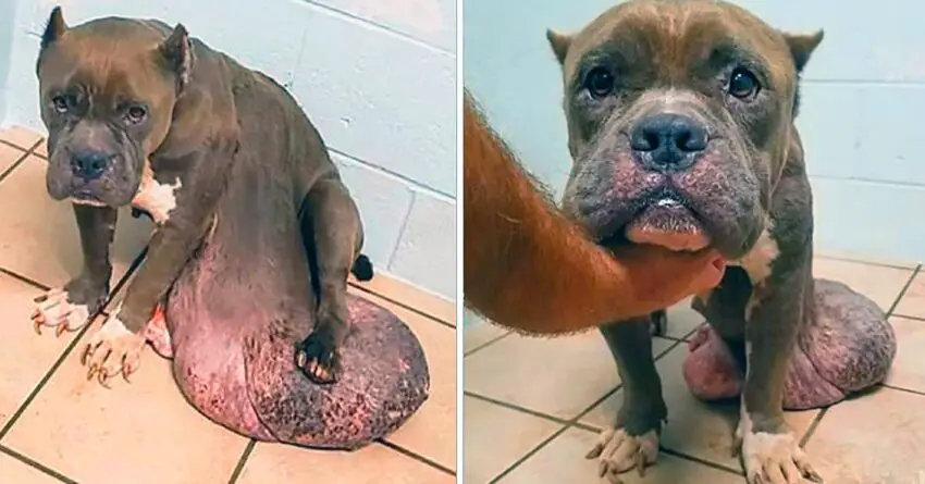 Upset Stray Dog With Enormous Tumor Ever, Tormented By Pain And Losing Faith In Life