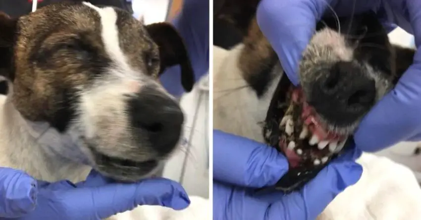 Abandoned Dog Fund On The Side Of The Road With His Mouth And Eyes Glued Shut