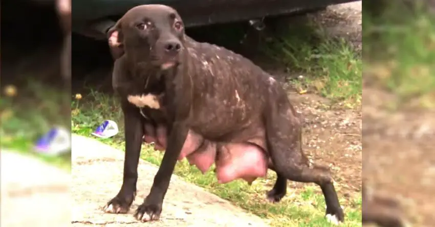 Dog Desperately Found Looking For Her Lost Puppies, She Stops At Nothing To Find Them Back