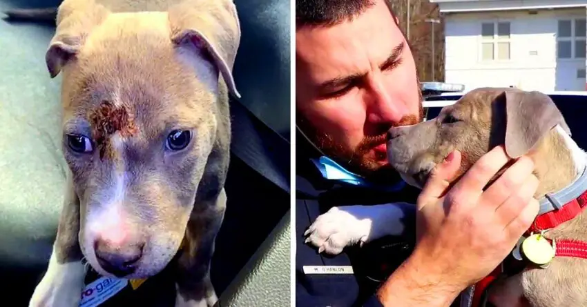 Stray Dog With Head Injury Melts Hearts Of Millions When He Finds Love In The Arms A Cop