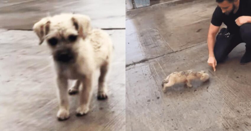 Rain-Soaked Puppy Approaches Kind Man Wagging His Tail But His Trauma Is Bigger Than He Is