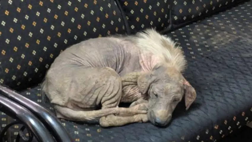 Stray Wanders Into Shelter On Her Own And Feels Safe Enough To Fall Asleep