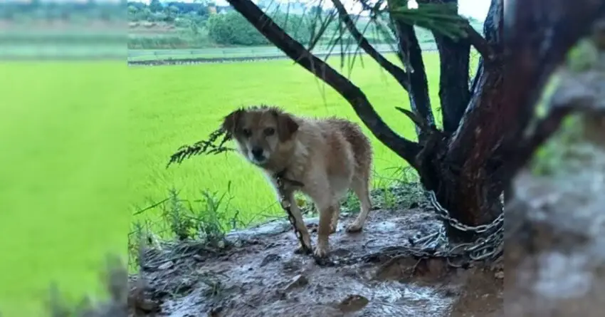 Pregnant Dog Found Crying While Being Chained To A Tree In The Rain