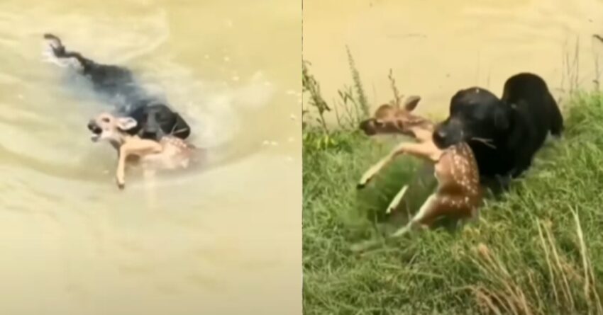 Brave Dog Rescues Deer Cub From Drowning In River