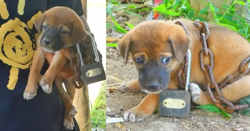 Tiny Puppy Tied Up With Huge Chain Found Abandoned At Very Old Hut