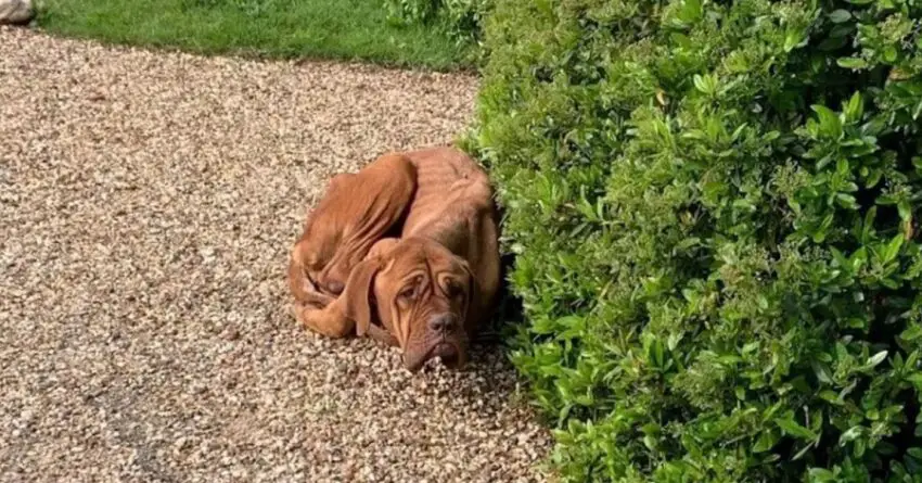 Emaciated Frightened Dog Found Curled Up On Driveway