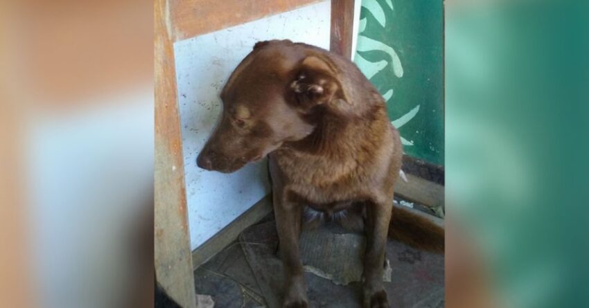 Depressed Dog Spent Two Years Alone In A Shelter ‘Recognized’ A Familiar Smell