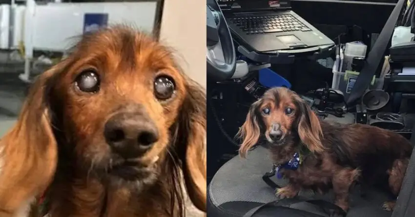 Senior Rescue Dog Does Everything On His Bucket List, And He Is Now More Live Than Ever