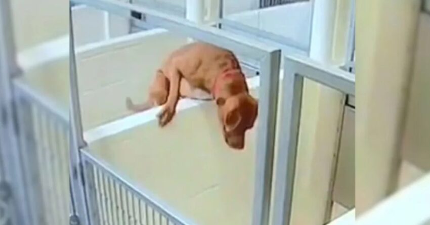 Camera Caught Puppy Jumping Over Her Kennel To Play With Her Friend