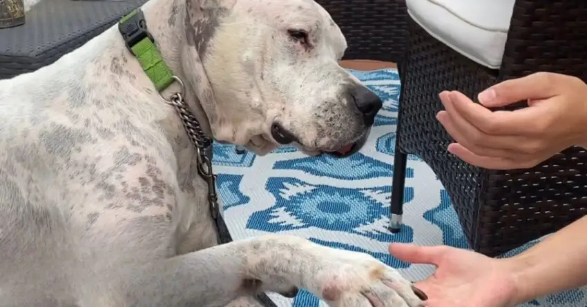 Dog Found Beside His Dead Owner, Now Learns To Love With New Home