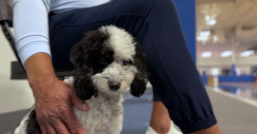 The NBA’s First Emotional Support Dog, Has Passed Away