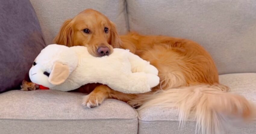 Golden Retriever’s New Toy Lats For A Whole 30 Seconds Just Like A Baby