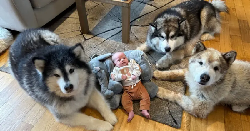 The Safest Baby, in the World; Guarded by Three Enormous Dogs