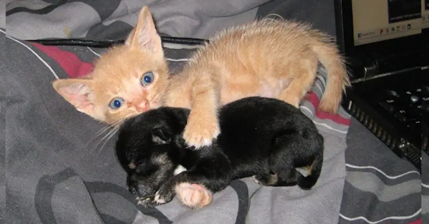 Rescue Kitten Adopts An Orphaned Puppy, And They Are Now Inseparable