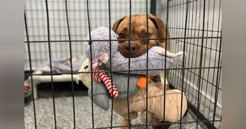 Dog At Shelter Who Loves Carrying Too Many Toys As He Can Is Still Looking For A Home