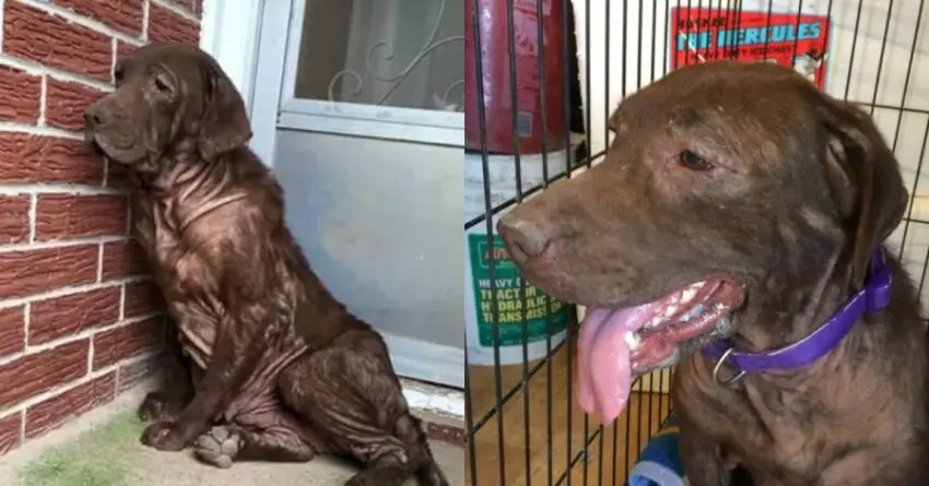 Stray Dog Never Tastes Love Melts Million Hearts Getting Pampered For The First Time