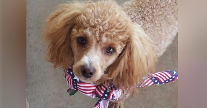 Sweet Little Girl With Red Hear Who Came In To Stay