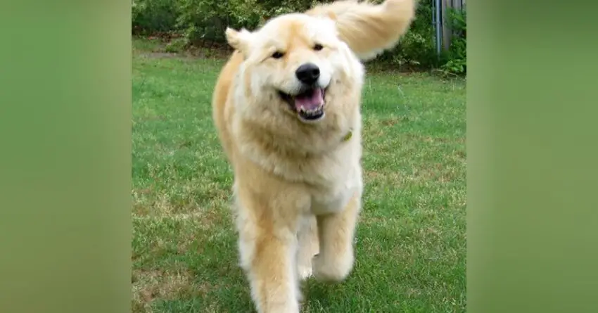 Sweet Boy Go Over The Rainbow Bridge.