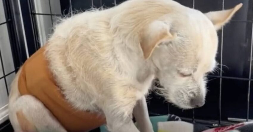 Senior Dog Shakes In Fear After Being Surrendered To Shelter By His Dad