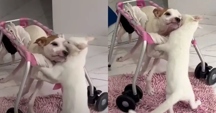 Mom Adopts A Cat For Her Disabled Dog To Help Him Learn To Walk Again