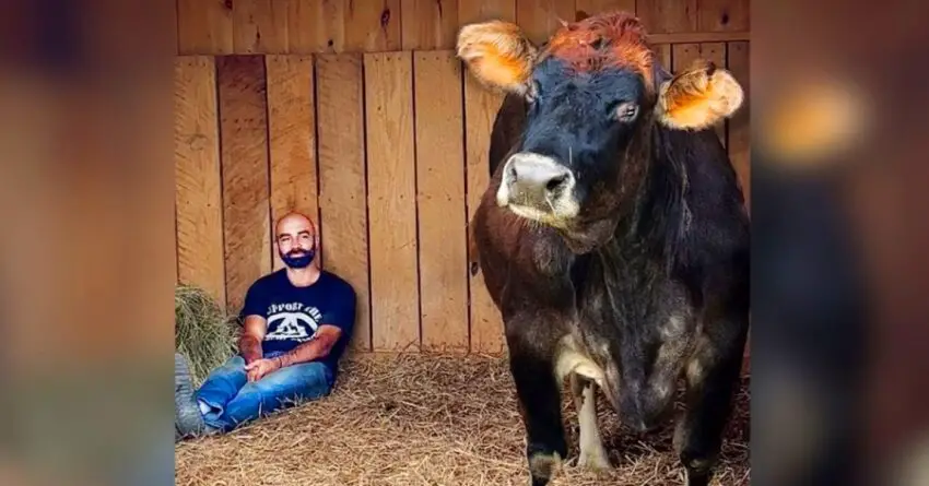 Blind Cow Falls In Love With The Man Who Sings For Her Every Day