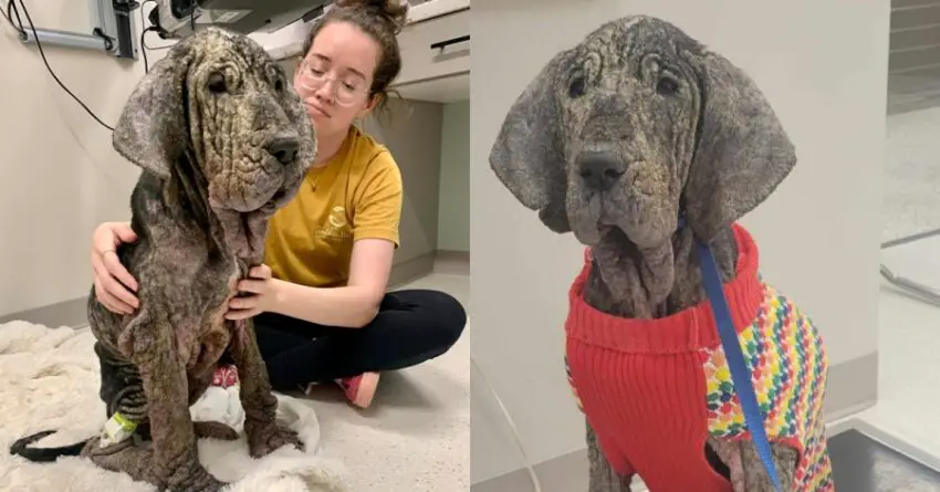 The Severely Neglected Dog Who Was Rescued By North Carolina Shelter Passed Away