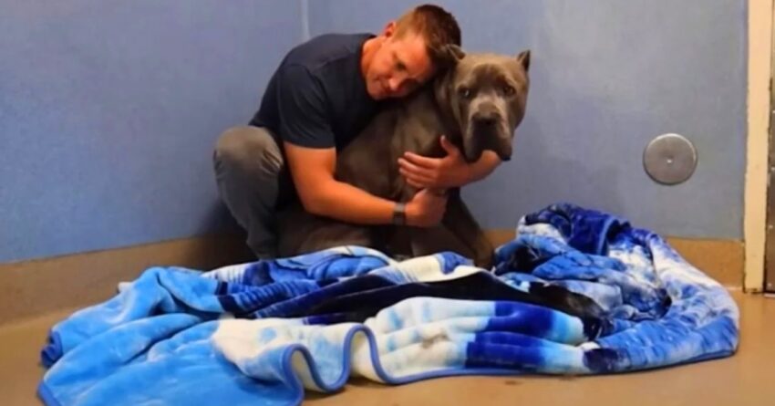 Confused Cane Corso Huddles In Corner After Being Returned To Shelter Again