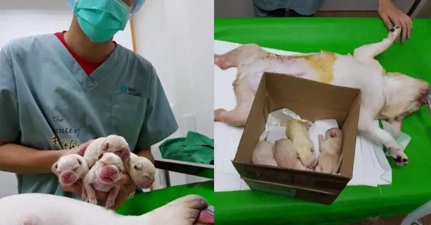 Heart Of Millions Melt When Mother Dog Passed Away After Giving Birth To Her Puppies