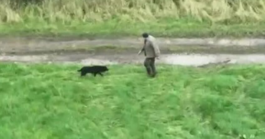 Heartwarming Moment Drone Reunites Owner With His Missing Blind Dog