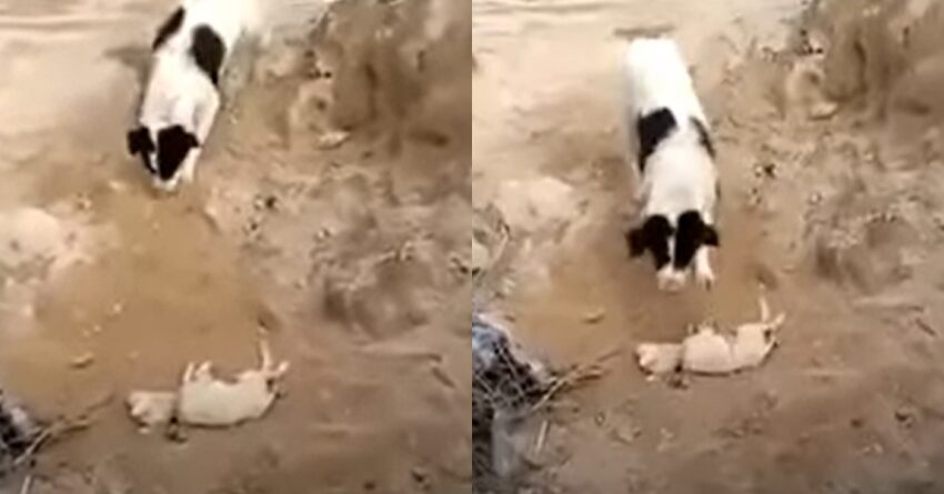 Mother Dog Buries Her Dead Puppy In The Soil