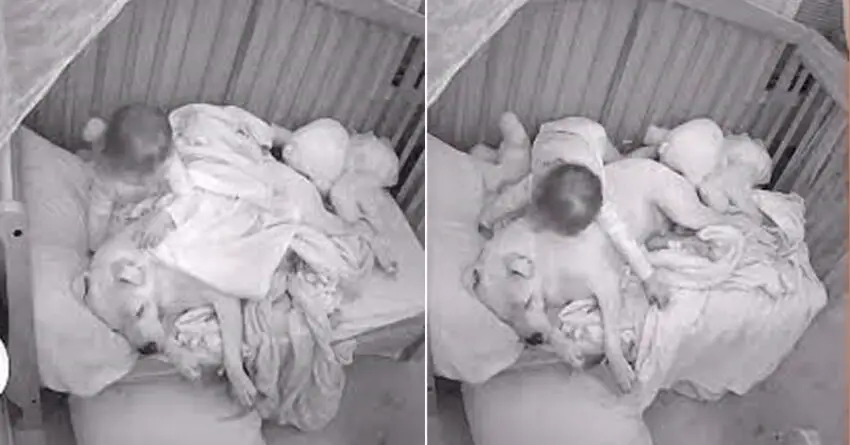 Father Lets 100 Lb Dog Sleep In Crib With Baby Only To Have Captured Footage Make Headlines